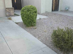 Bush Trimming by Juan Carlos Laurean Lozoya for Samantha S. in Chandler, AZ