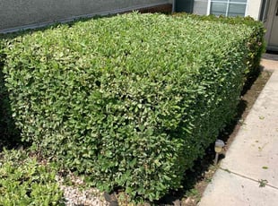 Bush Trimming by Edgar Gallardo for Lance O. in San Bernardino, CA
