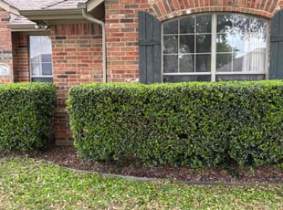 Bush Trimming by Logan Holzmeier for Jim C. in Cleburne, TX