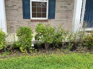 Bush Trimming by Enrique Novillo for Shawn M. in Frederick, MD