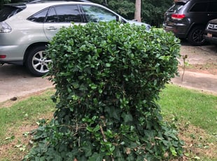 Bush Trimming by Jarod Gore for Delano D. in Atlanta, GA