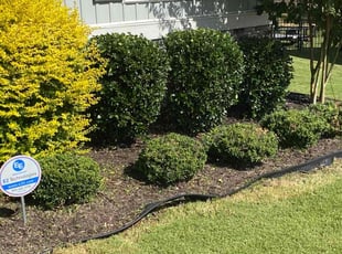 Bush Trimming by Brandon Hedgepeth for Saundra V. in Garner, NC