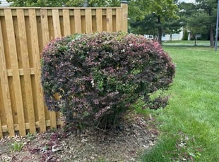 Bush Trimming by Derrick Graves for LaQunda T. in Waldorf, MD