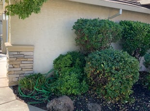 Bush Trimming by Jonathan Allen for Robert V. in Lincoln, CA