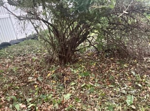 Rishona C.'s Bush Trimming service result