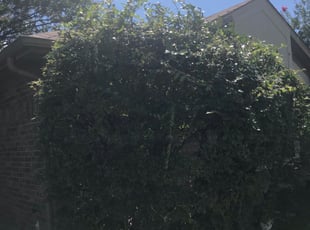 Bush Trimming by Juan Uribe for Dorian W. in Dallas, TX