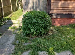 Bush Trimming by Jeremy Stephens for Michael D. in Old Northside, IN