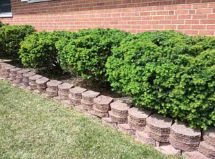 Bush Trimming by Caleb Patton for Lauren S. in Cincinnati, OH