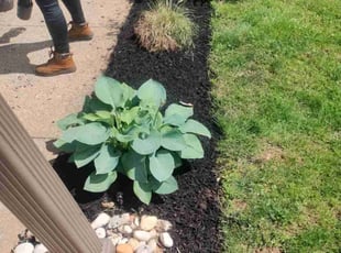 Weeding by Matt Brady for Nancy M. in Warminster, PA