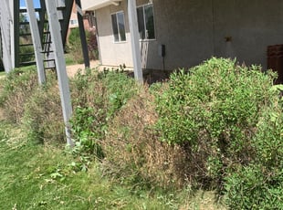 Bush Trimming by Garan Stalcup for Sherri M. in Colorado Springs, CO