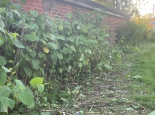 Bush Trimming by Keitumetse Mokgosi for Pauline P. in Waterbury, CT