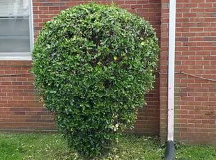 Bush Trimming by Danielle Patterson for Joelle C. in Norfolk, VA