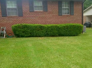 Bush Trimming by Michael Leslie for Dexter E. in Morrow, GA