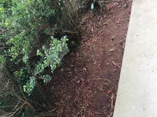 Weeding by Joe Mallory for Shanae A. in Raleigh, NC