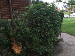 Bush Trimming by Christopher Horstman for Jennifer C. in Cincinnati, OH