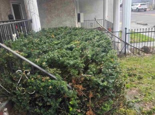 Bush Trimming by Daniel Peruso for Barbara J. in Scranton, PA