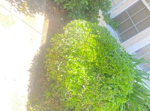 Bush Trimming by Uriel Aldrete for Anel F. in Sacramento, CA