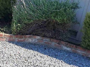 Bush Trimming by Roy Young for Katie P. in Sacramento, CA