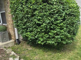 Bush Trimming by Andrew Garrison for Melissa W. in Belleville, IL
