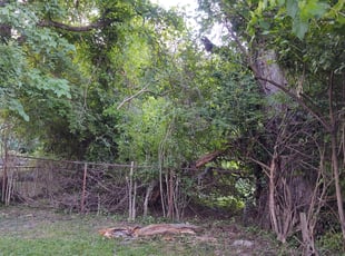 Bush Trimming by Dan Bower for Kate M. in Cincinnati, OH