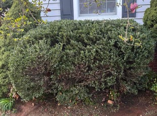 Bush Trimming by Frederick Reed for Theo O. in Winchester, VA