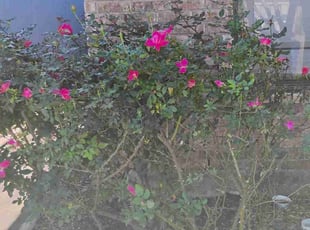 Bush Trimming by Jorge Veloz Castaneda for Daniel H. in Leander, TX