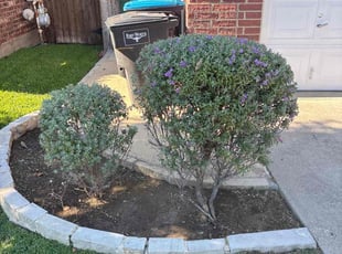 William & Carole C.'s Bush Trimming service result