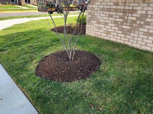 Mulching by Gustavo Martinez for Lori B. in Dumfries, VA