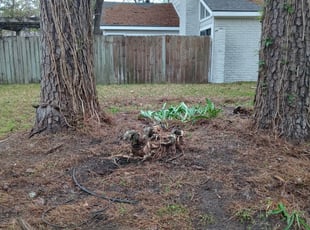 Leaf Removal by Sergio Martinez for Micah P. in Humble, TX