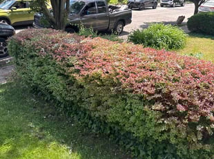 Bush Trimming by Darrell Millner for Renee C. in Philadelphia, PA