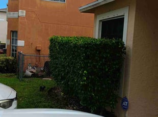 Bush Trimming by Frank Furia for Kaydeen H. in West Palm Beach, FL