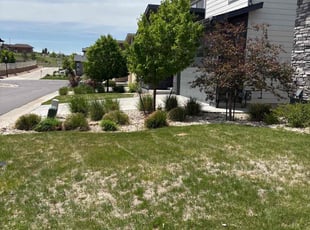 Bush Trimming by Joshua Hines for Darci T. in Aurora, CO