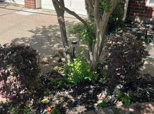Bush Trimming by Simon Sanchez Jr for Denise D. in Mansfield, TX