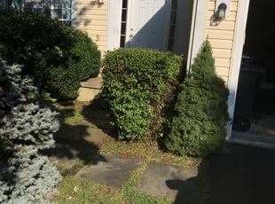 Bush Trimming by Jason Scott for Isabel J. in Germantown, MD