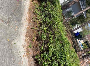 Bush Trimming by Tammy Melendez for Merrie L. in Lakeland, FL