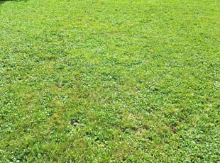 JOHN P.'s Weeding service result