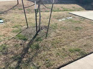 Weeding by Gabriel Piedra for Marcy M. in Little Elm, TX