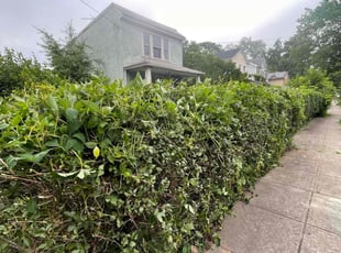 Bush Trimming by Nelly Arredondo for MARLA F. in Washington, DC