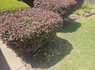 Bush Trimming by Gerome Randle for Revonna W. in Arlington, TX
