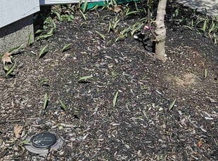 Weeding by Frederick Griner for Michael J. in Perrysburg, OH