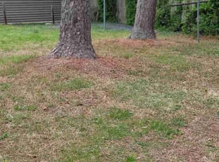 Leaf Removal by Mike Williams for Alice C. in Richmond, VA