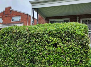 Bush Trimming by Derrick Graves for Jacqueline R. in Washington, DC