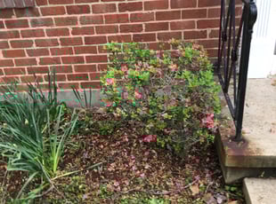 Bush Trimming by Clinique Martin for Jeffrey J. in Takoma Park, MD