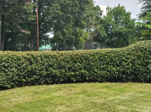 Bush Trimming by Ramiro Soriano for Shohei N. in Bethesda, MD