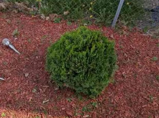 Bush Trimming by Larry Cornelious for Phyllis C. in Chicago, IL