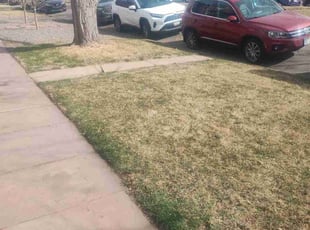 Leaf Removal by Yoleyddy Vallejo for Nina H. in Denver, CO