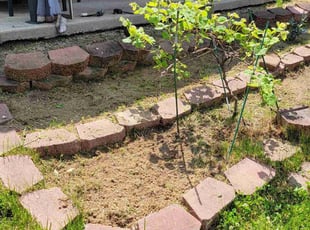 Weeding by Matthew Dawson for Krupa P. in Hamilton, OH