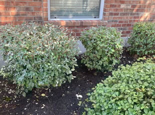 Bush Trimming by Jennifer Querrey for Robert M. in Leander, TX