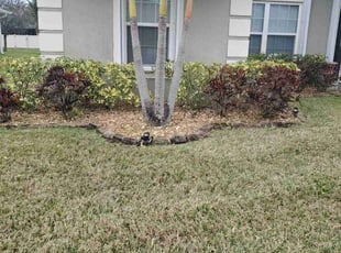 Bush Trimming by Ruben Caballero for Isis B. in Palm Bay, FL