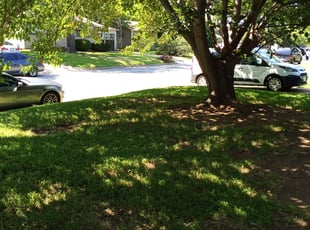 Bush Trimming by Lester Barrera for Mark G. in Arlington, TX
